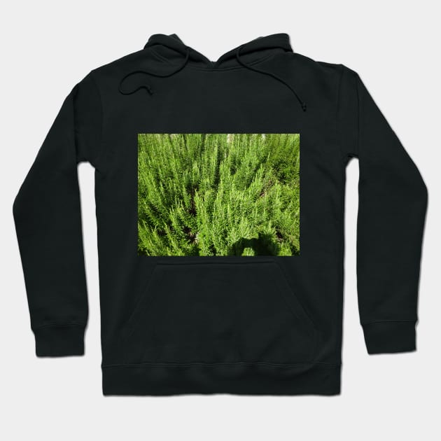 A sea of ​​rosemary Hoodie by walter festuccia